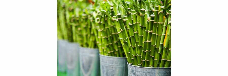 Where Is The Origin Of Bamboo Fabric - perfectextile